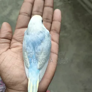 রেইনবো বেবি