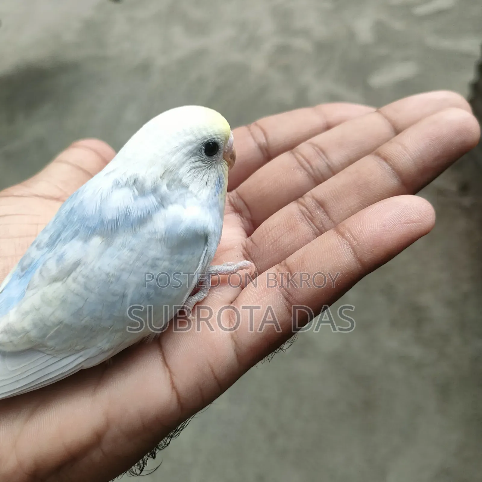 রেইনবো বেবি