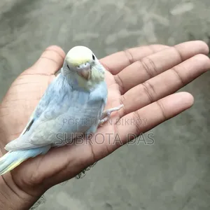 রেইনবো বেবি