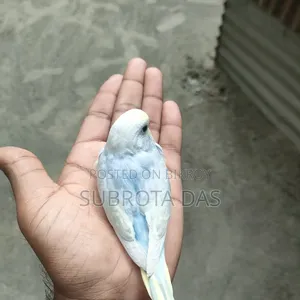 রেইনবো বেবি