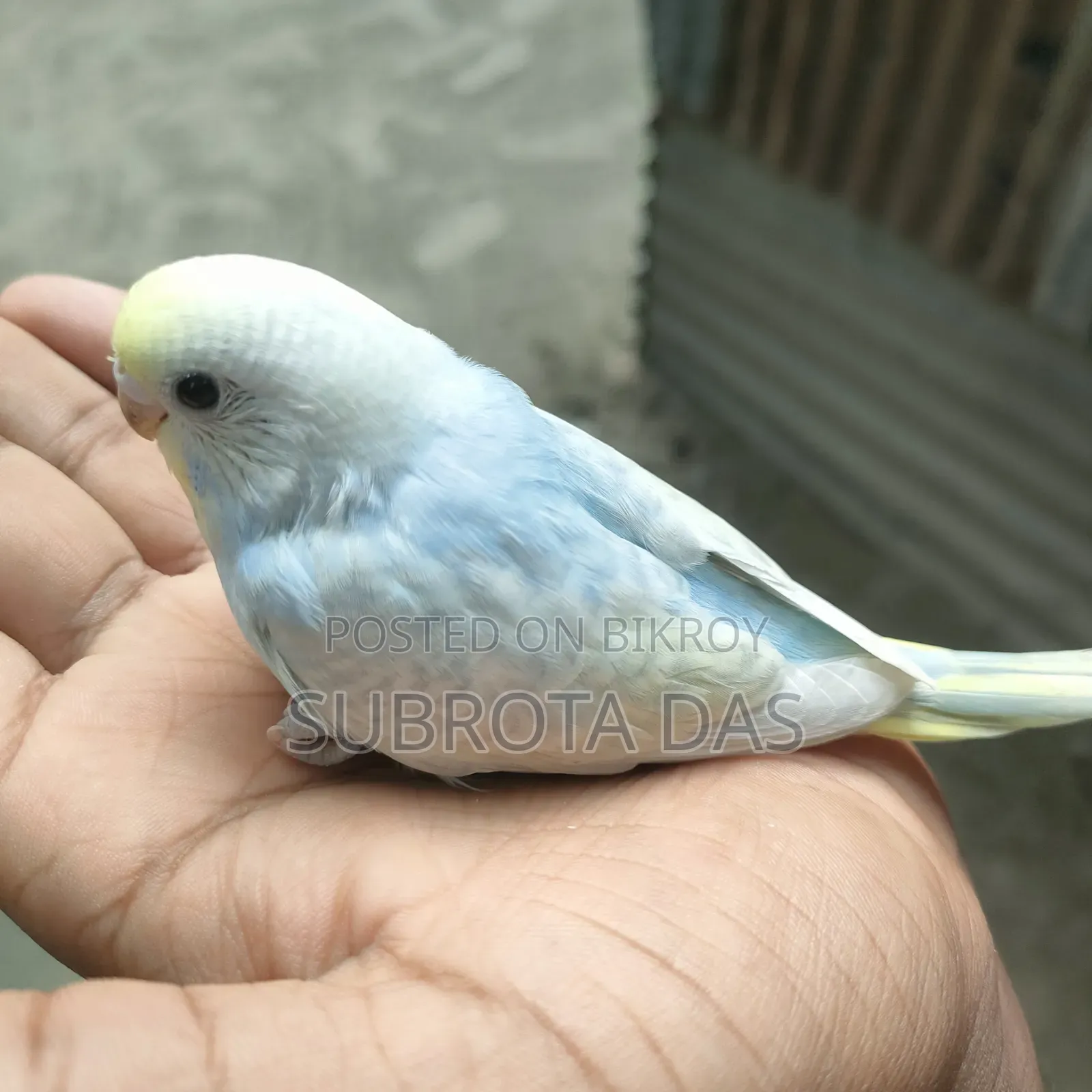 রেইনবো বেবি