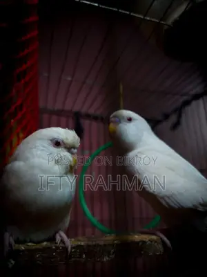 Egg-Laying Albino Budgie. Will Lay Eggs Soon