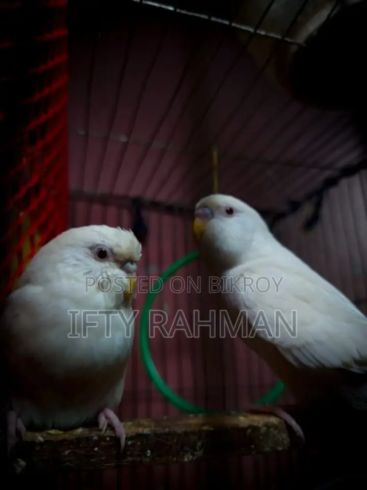 Egg-Laying Albino Budgie. Will Lay Eggs Soon