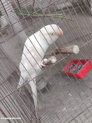 Healthy Adult Albino Ringneck Parrot Leg Banded