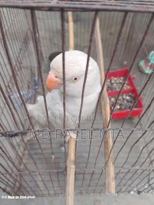 Healthy Adult Albino Ringneck Parrot Leg Banded