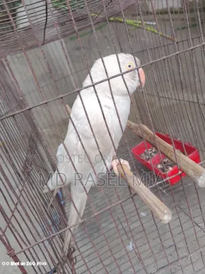 Healthy Adult Albino Ringneck Parrot Leg Banded