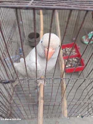 Healthy Adult Albino Ringneck Parrot Leg Banded