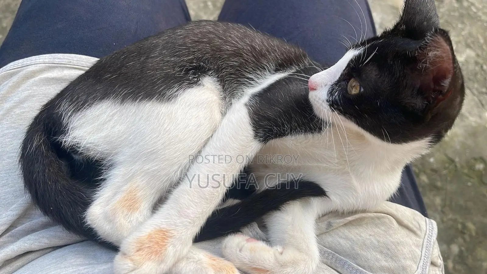 3-6 Months Male Purebred Cat