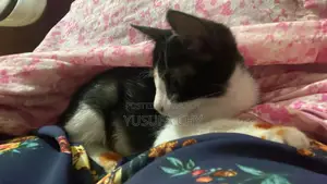 3-6 Months Male Purebred Cat