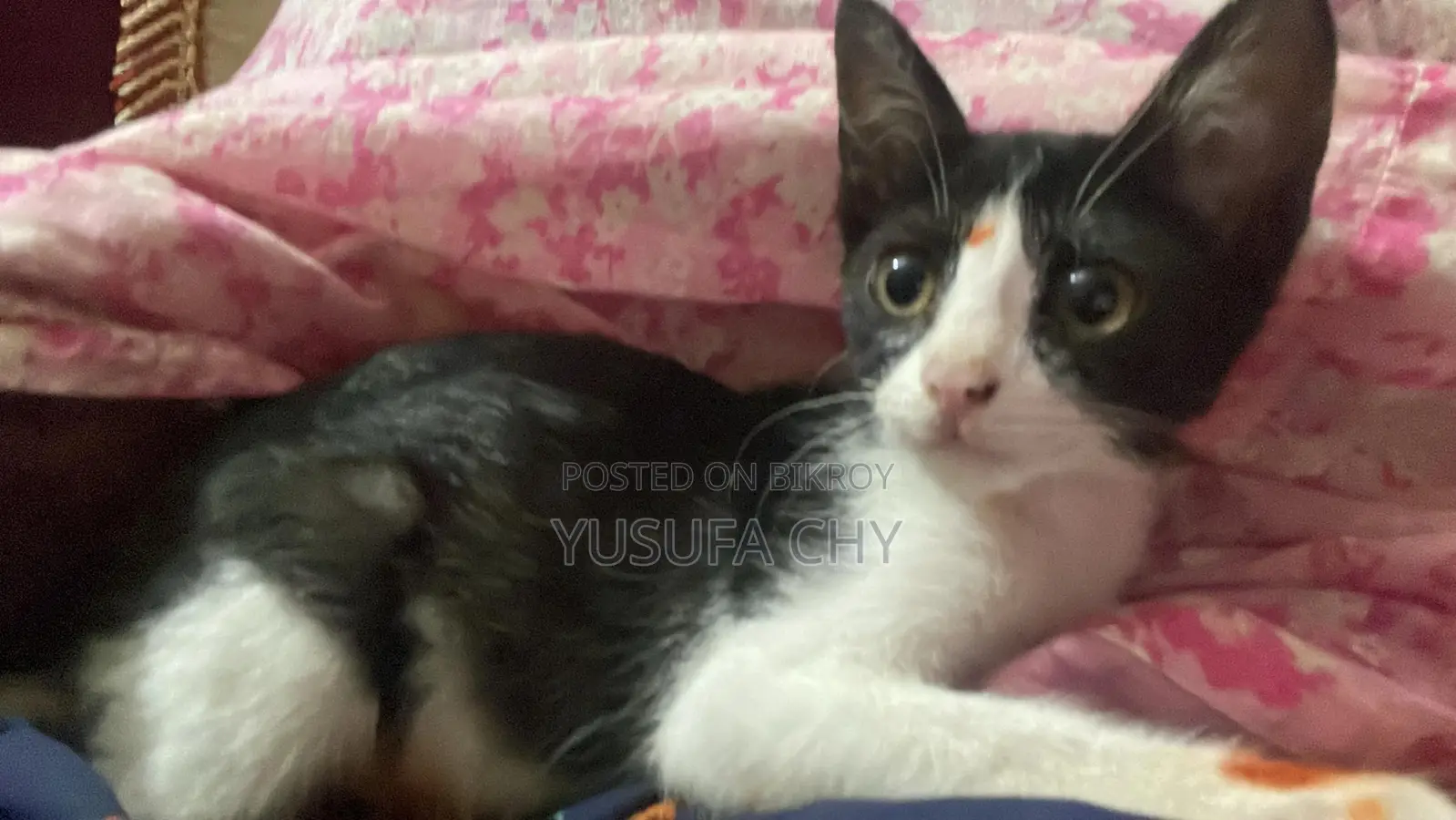 3-6 Months Male Purebred Cat