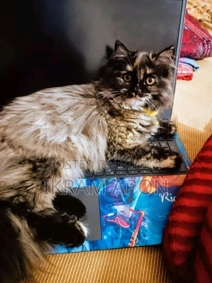 1+ Year Female Purebred Persian Cat