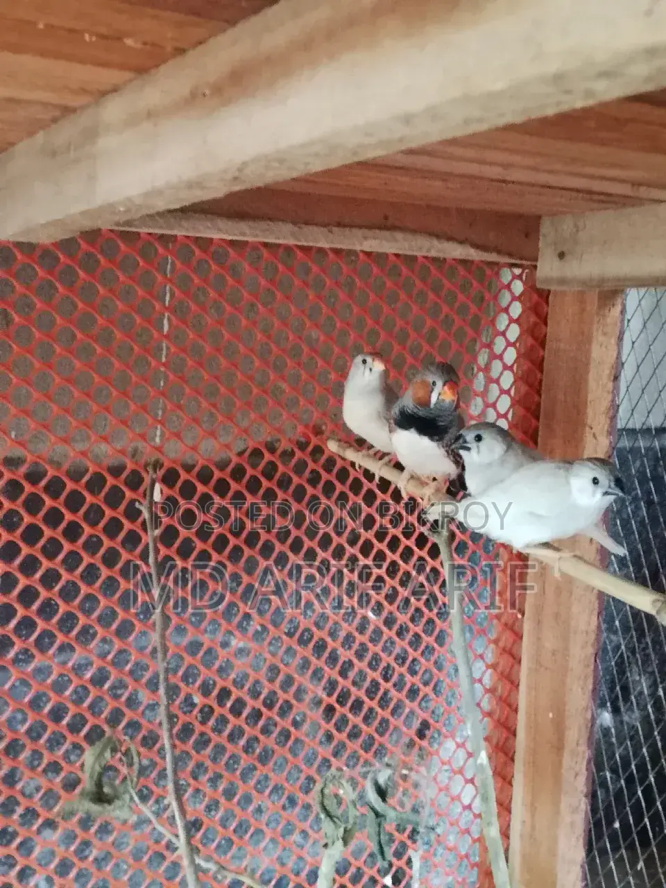 Zebra Finch Bird Male Female with two chicks