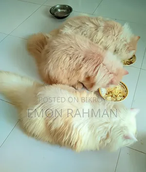 3-6 Months Male Purebred Persian Cat
