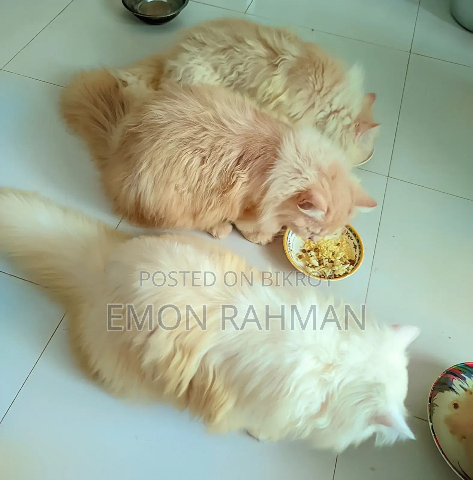 3-6 Months Male Purebred Persian Cat