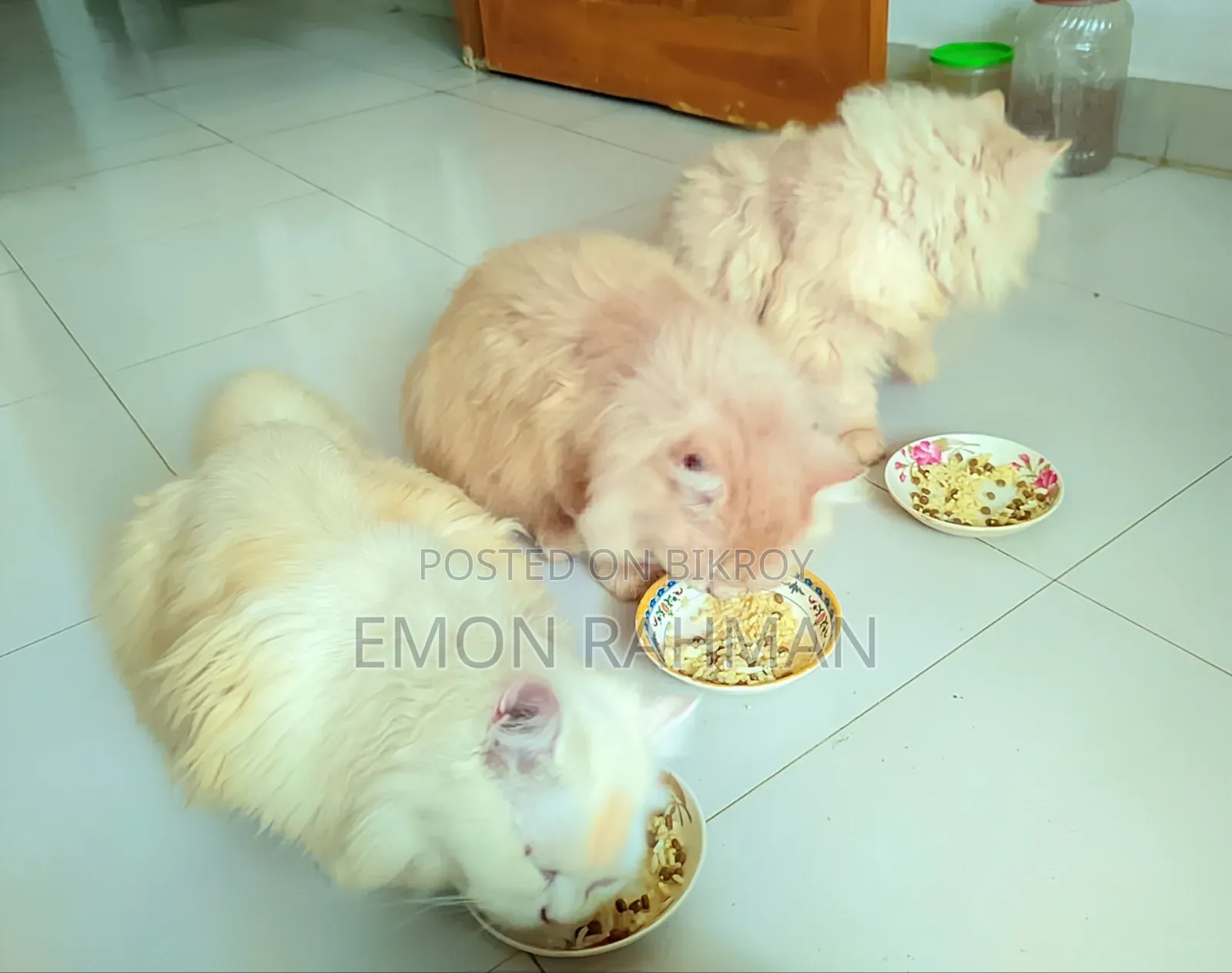 3-6 Months Male Purebred Persian Cat