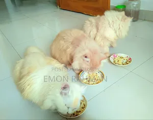 3-6 Months Male Purebred Persian Cat