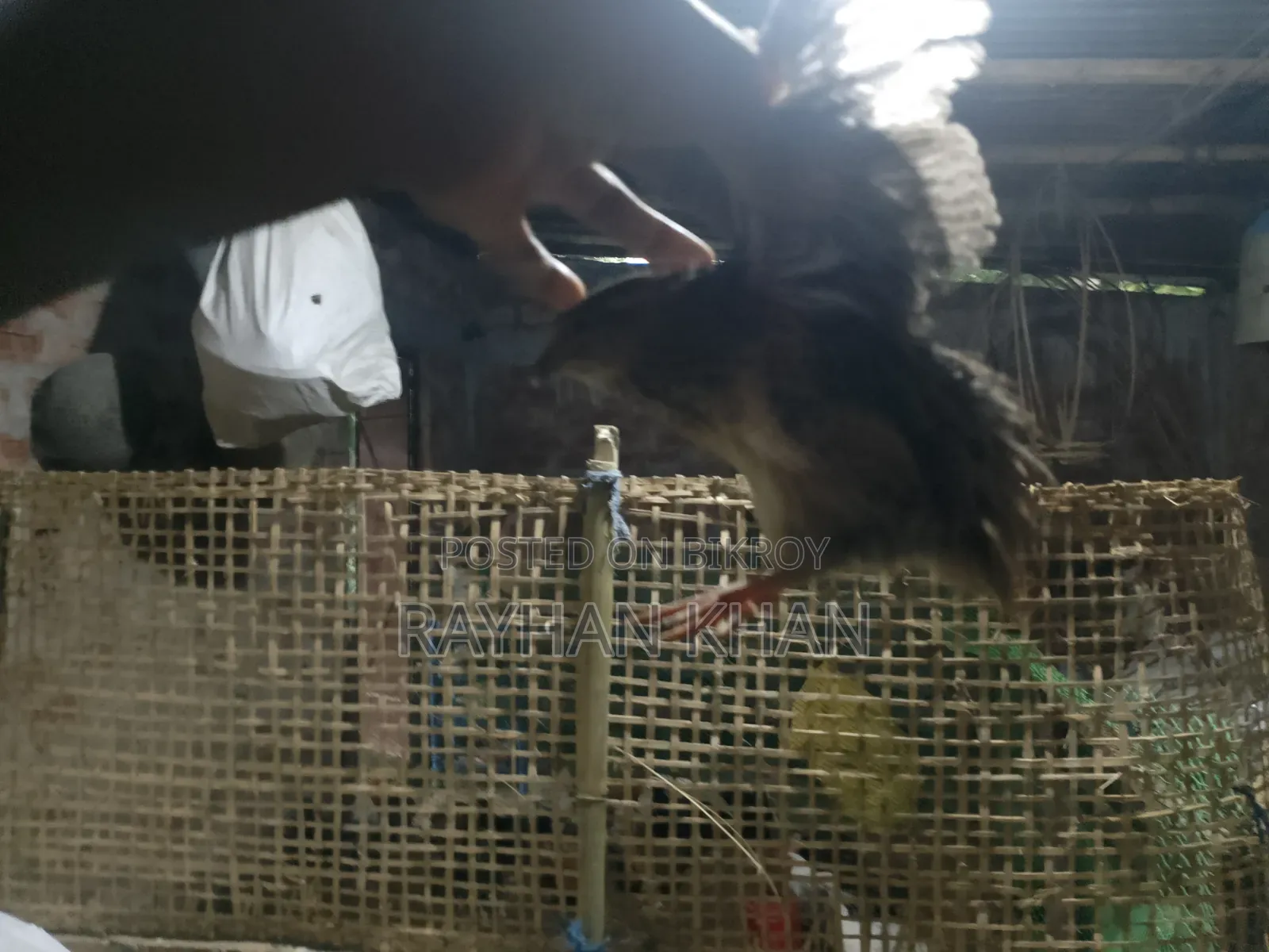 আসসালামু আলাইকুম কিছু কোয়েল পাখি বাকি বিক্রি হবে ৪০ দিনের