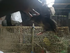 আসসালামু আলাইকুম কিছু কোয়েল পাখি বাকি বিক্রি হবে ৪০ দিনের