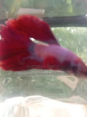 Thailand Imported Red Dragon Betta Fish