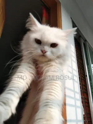 1+ year Female Purebred Cat