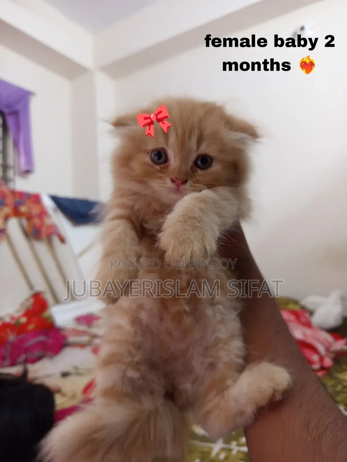 1-3 Months Female Purebred Persian
