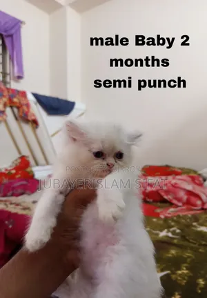 1-3 Months Female Purebred Persian