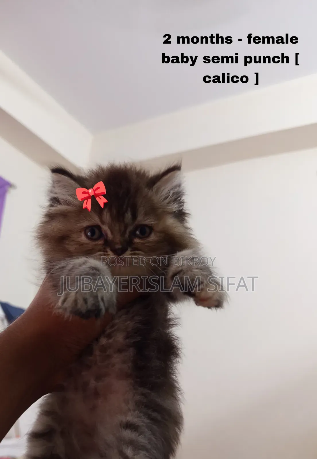 1-3 Months Female Purebred Persian