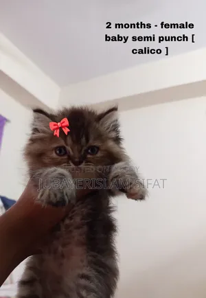 1-3 Months Female Purebred Persian