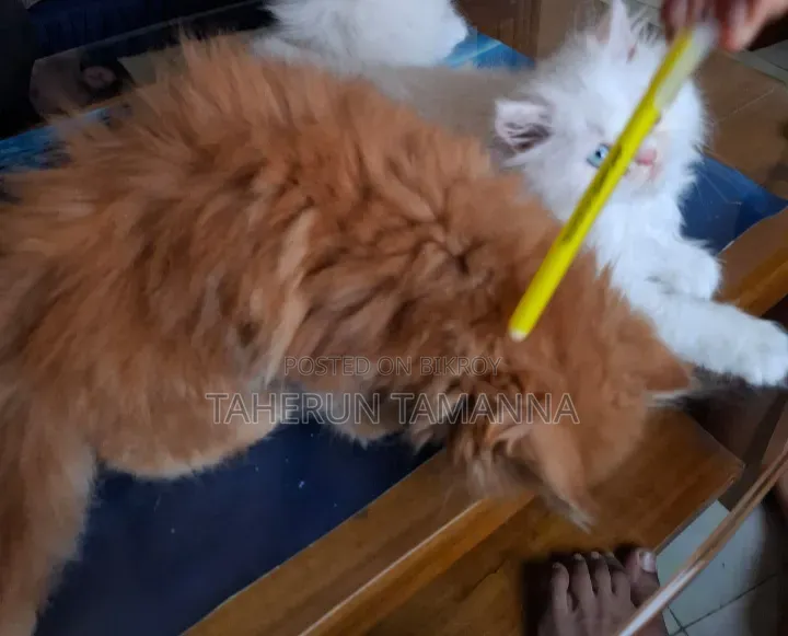 ১-৩ মাস বয়সী মহিলা বিশুদ্ধ পার্সিয়ান বিড়াল