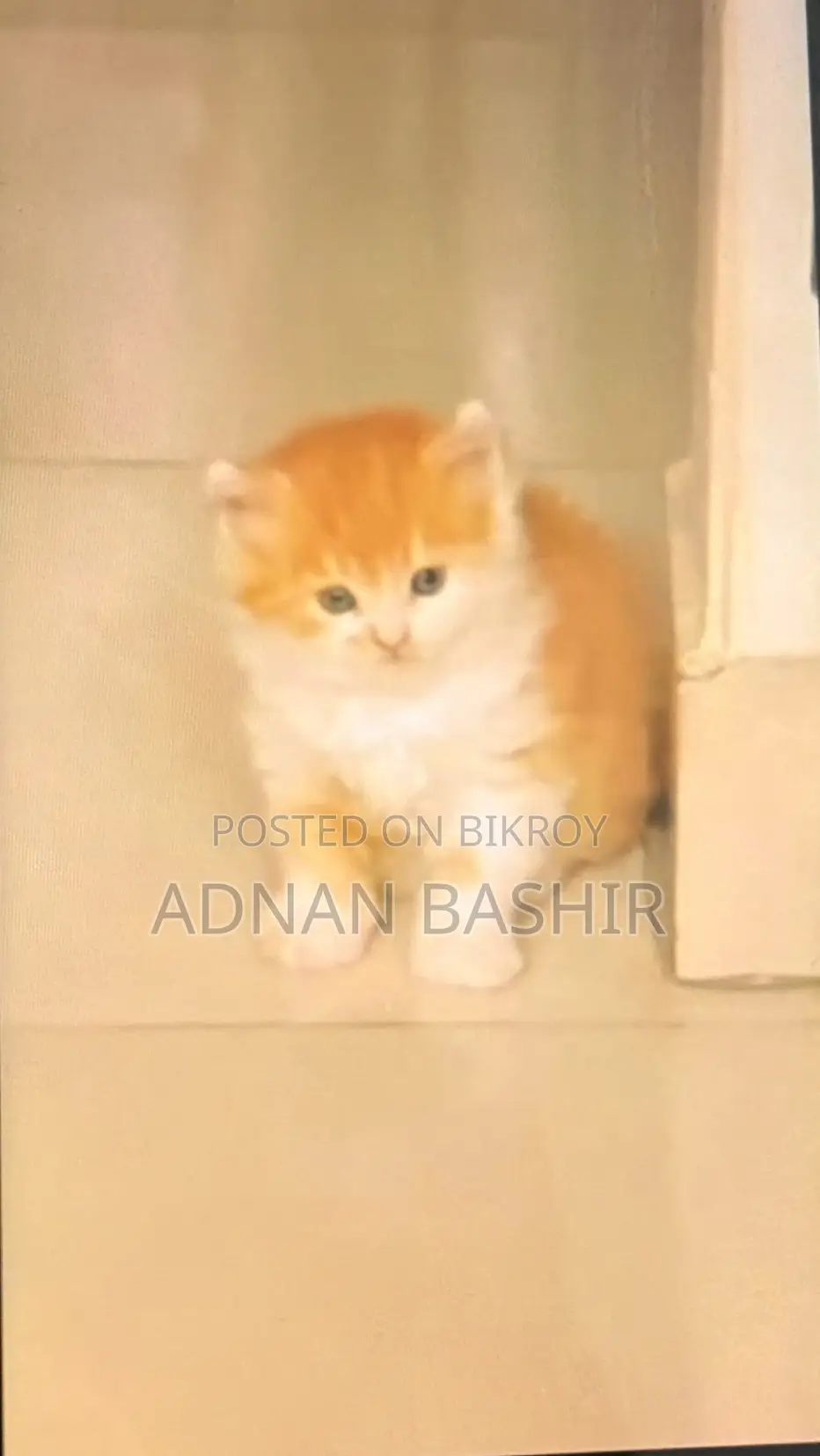 1-3 Months Female Purebred Persian
