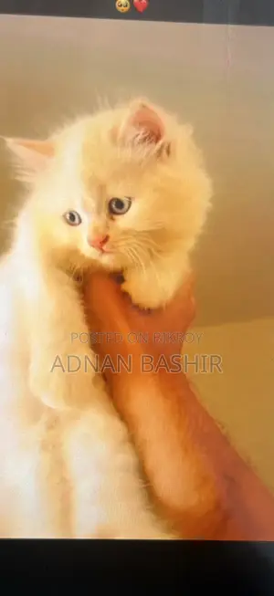 1-3 Months Female Purebred Persian