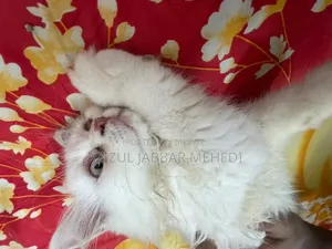 1-3 Months Female Purebred Persian