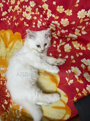 1-3 Months Female Purebred Persian