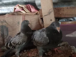 রেসার কবুতরের বাচ্চা