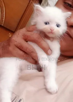 1-3 months Female Purebred Persian