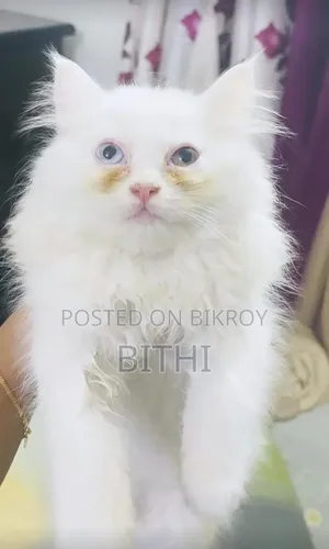 1-3 months Female Purebred Persian