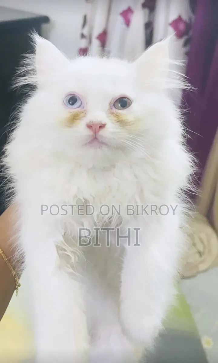 1-3 months Female Purebred Persian