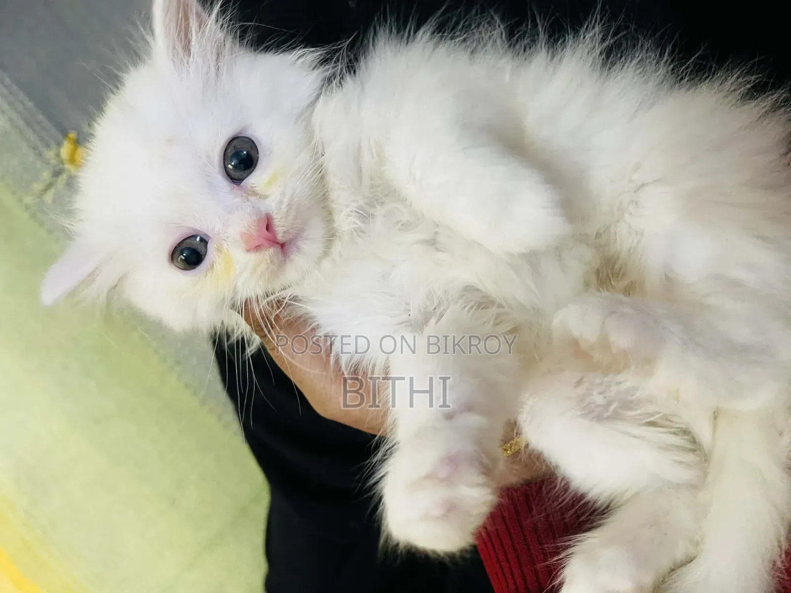 1-3 months Female Purebred Persian