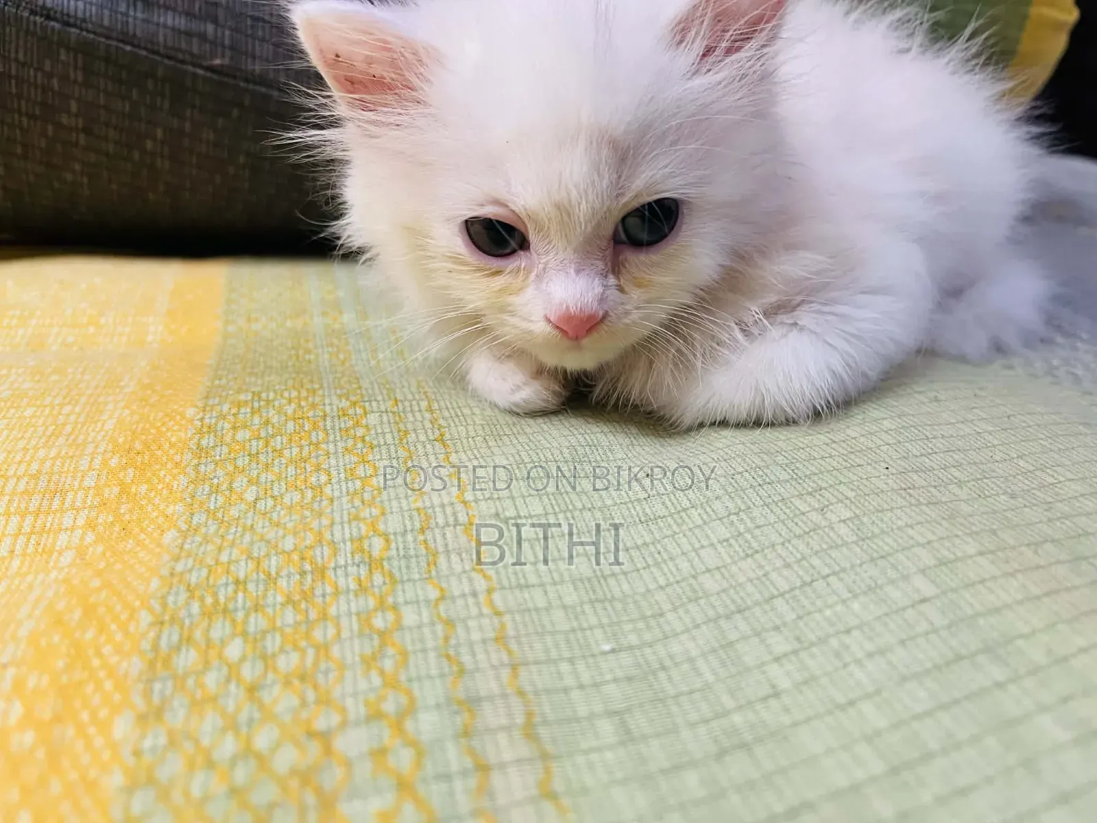 1-3 months Female Purebred Persian