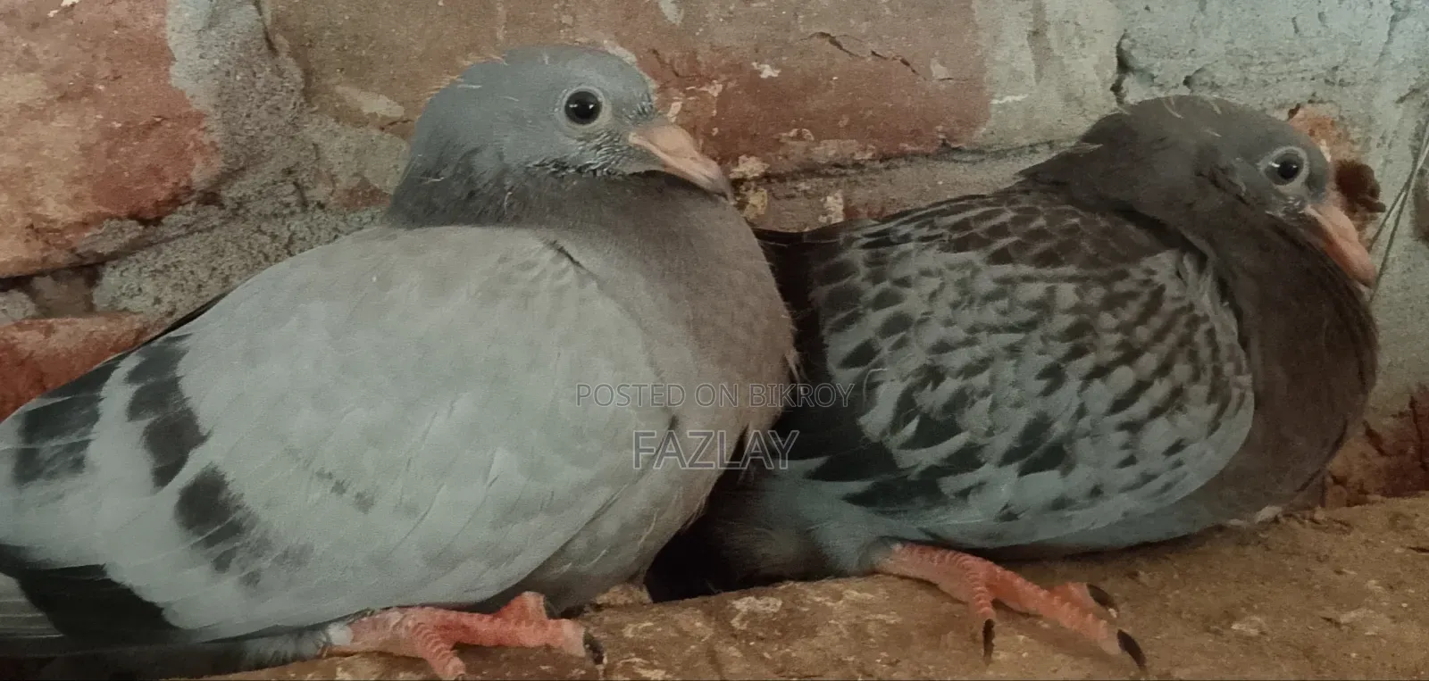 রেসার কবুতরের বাচ্চা