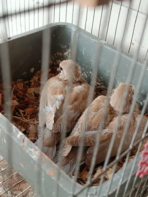 জোড়া রানিং ঘুঘু পাখি বিক্রম।