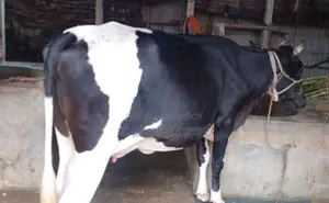 ১৩১১ নং উন্নত জাতের গাভী বিক্রি।