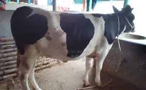১৩১৩ নং বকনা বিক্রয় হবে।