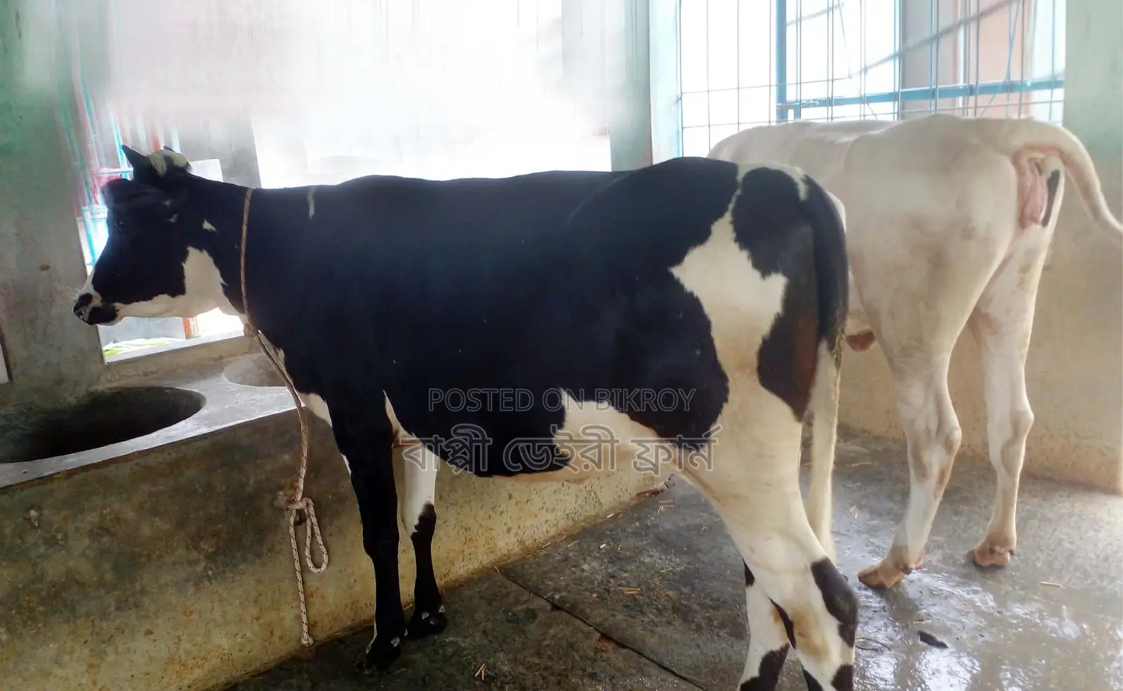 ১৩১৪ নং বাছাই কৃত ভালো জাতের ২টি বকনা বিক্রয়।