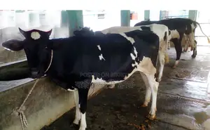 ১২১৫ নং ৪টি বকনা বিক্রয় হবে ভালো জাতের ।
