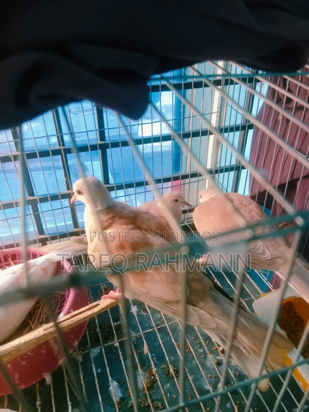 Australian Ringneck Dove