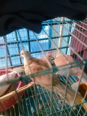 Australian Ringneck Dove