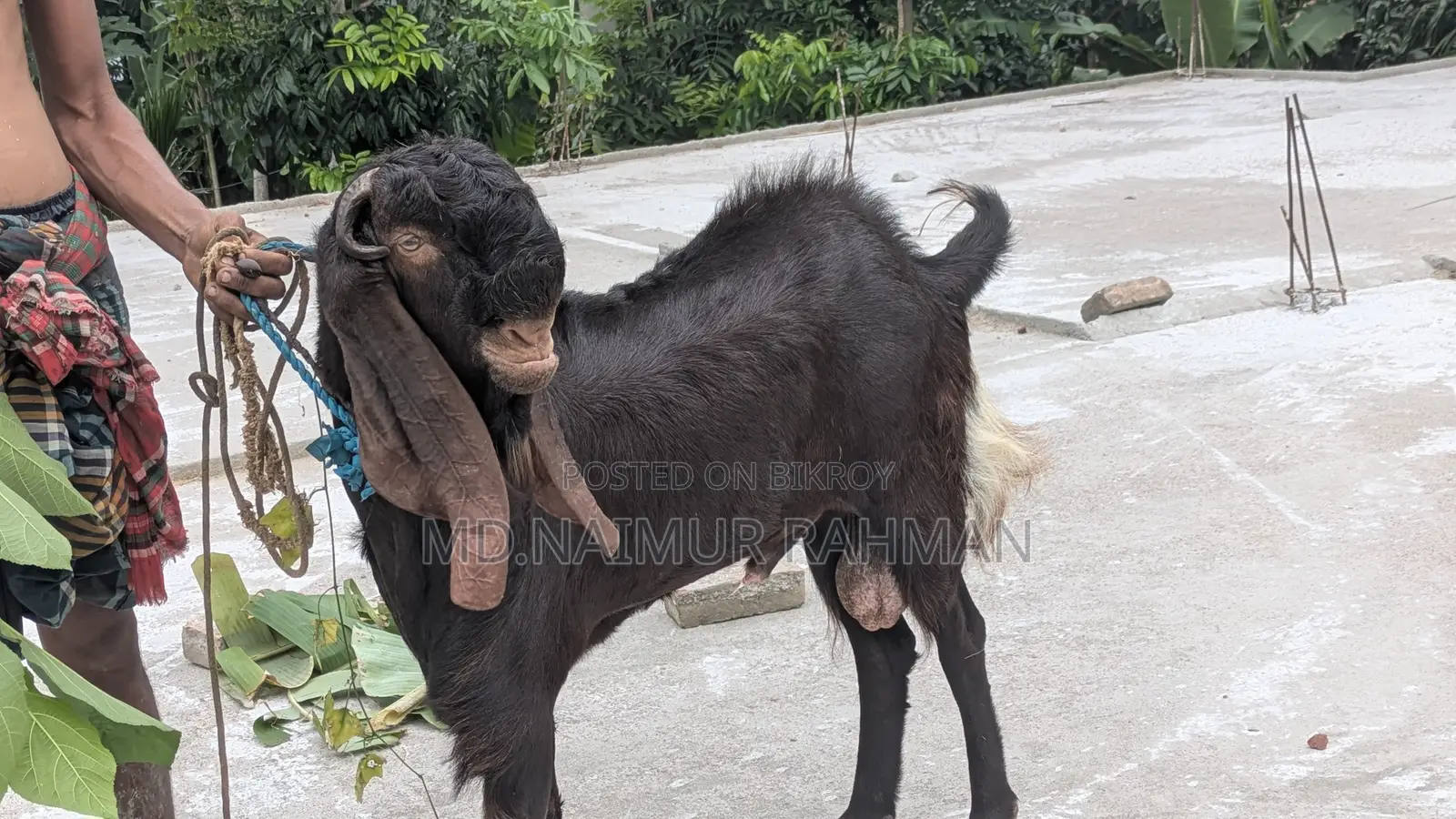 পাঠাবি বিক্রয় করা হবে