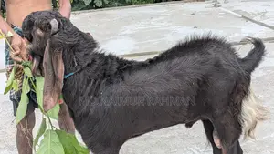 পাঠাবি বিক্রয় করা হবে