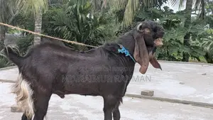 পাঠাবি বিক্রয় করা হবে
